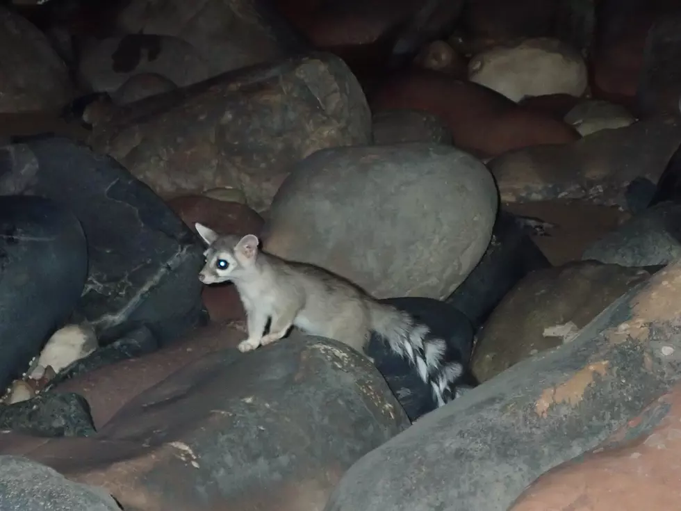 Spotted: Grand Junction’s Favorite Colorado Animals