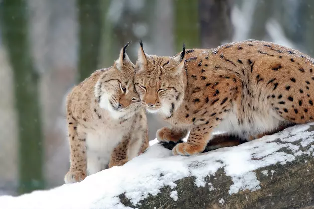 Watch This Colorado Trail Cam Compilation (Tons of Animals)