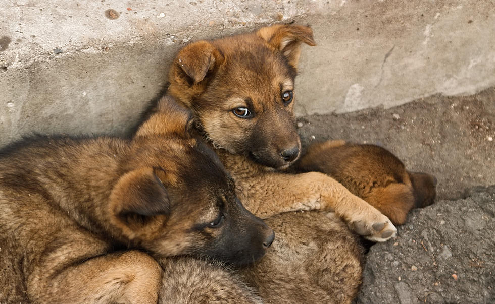 Police Save Eight Puppies From House In Grand Junction