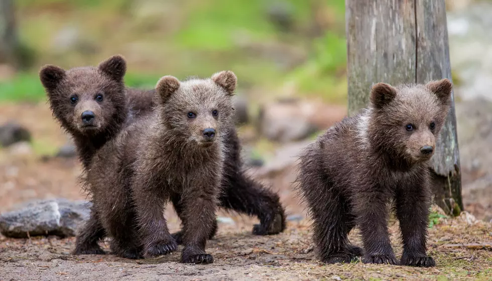 CPW Moves Three Baby Bears Into Their New Home
