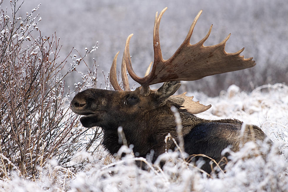 Moose Saved In Keystone After Falling Into a Window Well