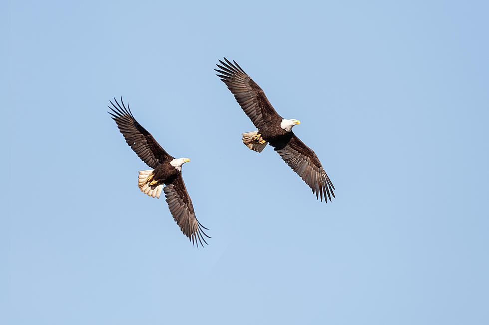 Bald Eagles Break Up, Widowed Eagle Starts Dating Someone New