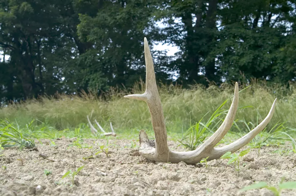 CPW Says Collecting Shed Antlers Prohibited for Now