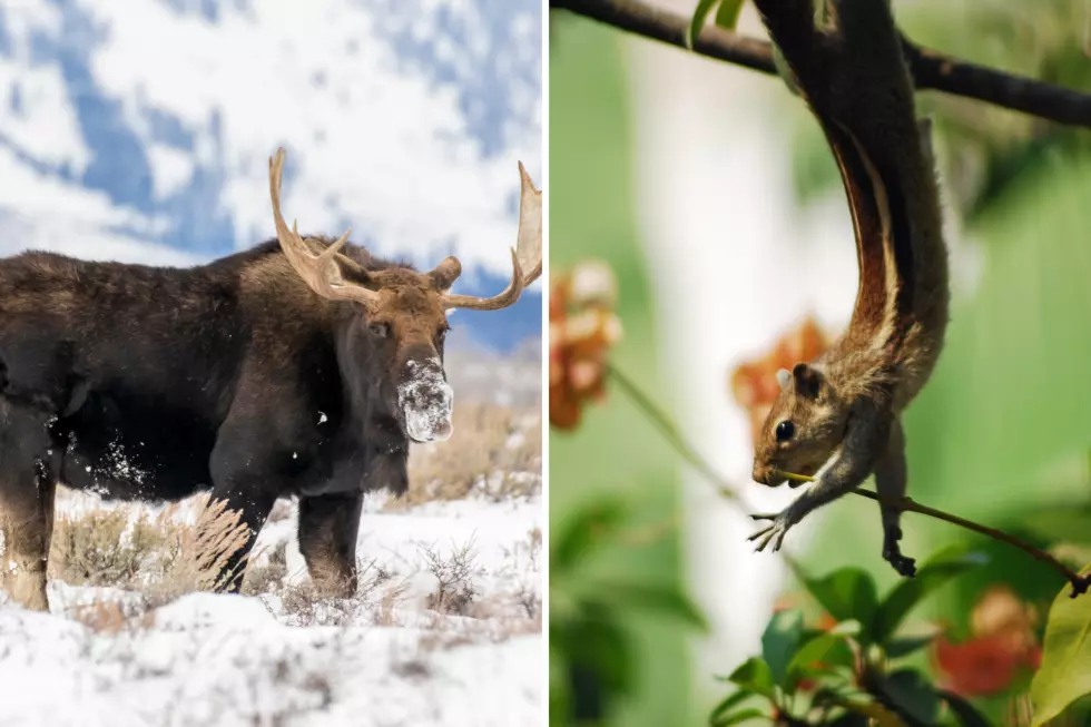 Bullwinkle Misses Rocky, Goes Searching For Him In Colorado