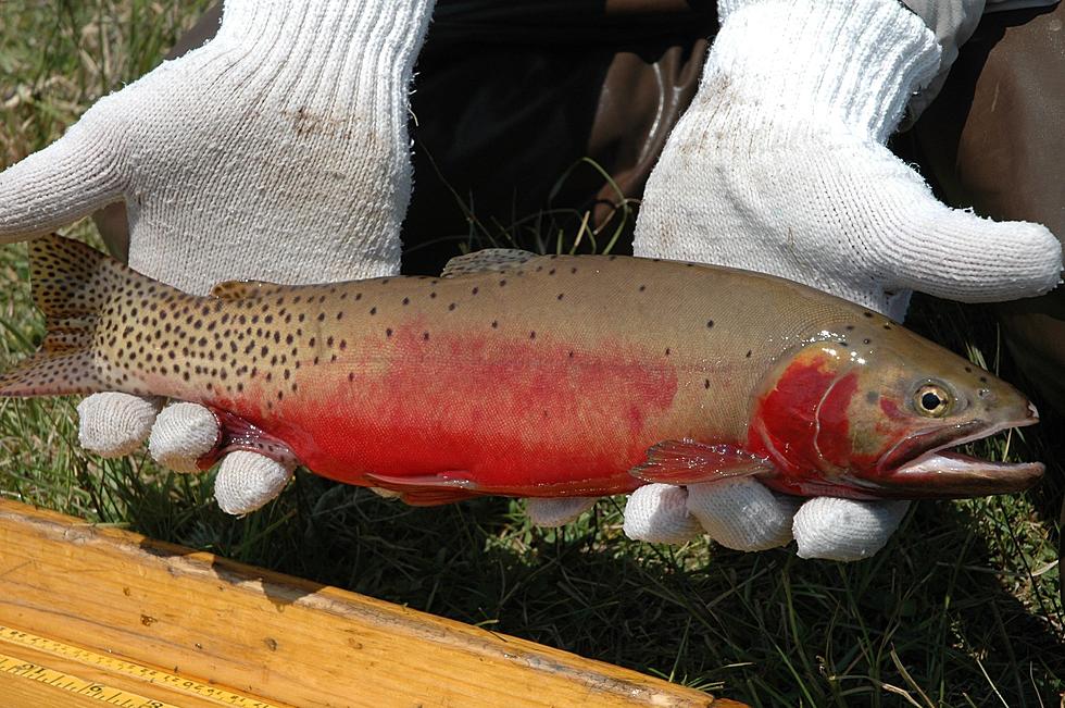 Rio Grande Cutties Are Making a Comeback