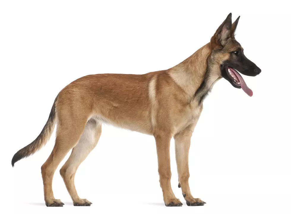 K-9 from Montrose County Sheriff’s Department Saves Woman’s Life