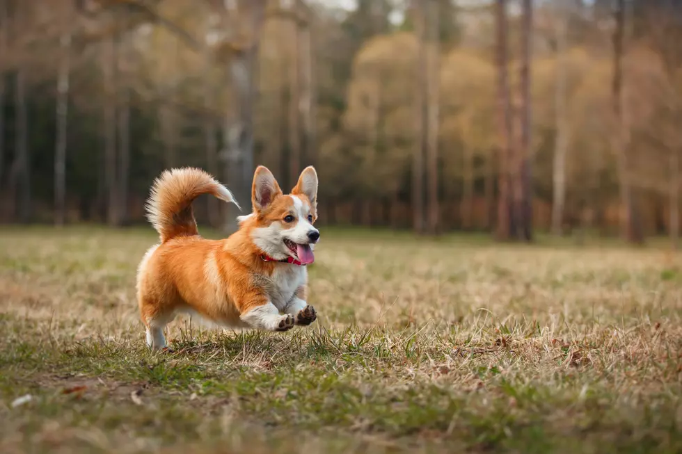 You Can Hike with a Corgi in the Grand Junction Desert