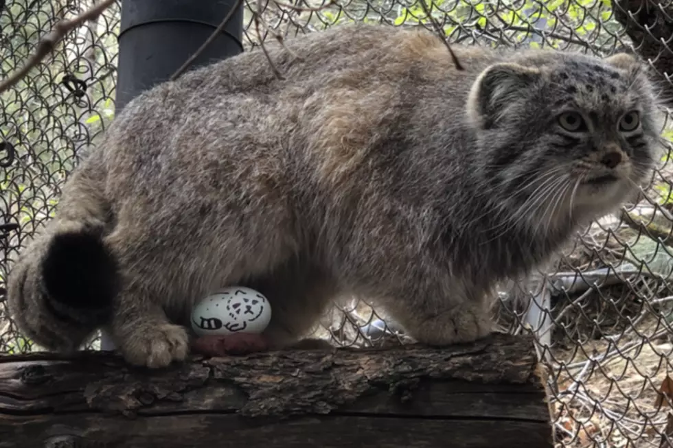 Pallas’s Cat Protects Its Egg at Cheyenne Mountain Zoo