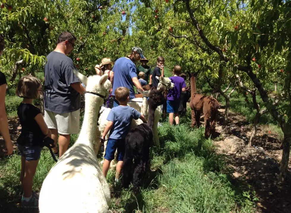 Pack Your Alpaca: Alpacas Are Hiking Buddies in Grand Junction