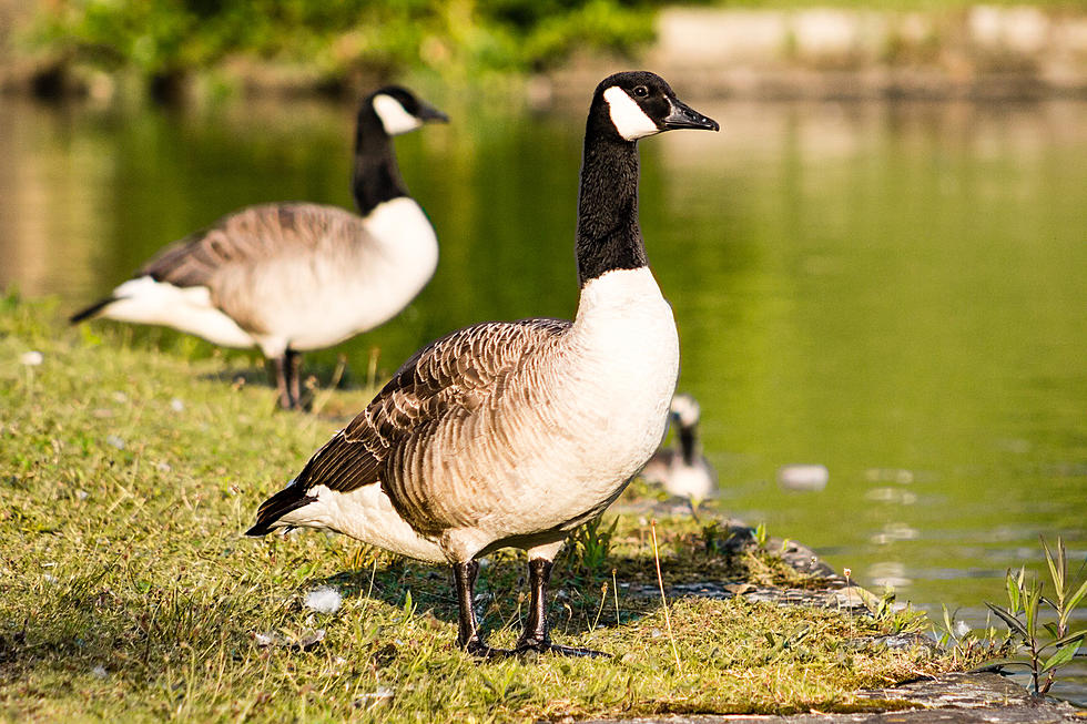 1,662 Geese Killed By Colorado Officials to Shrink the Population