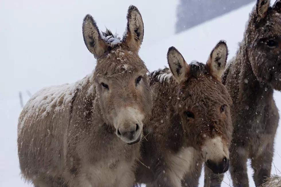 Legends: How Burro Racing Got Started in Colorado