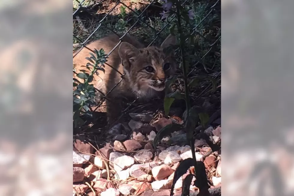 Colorado Kitty: Baby Bobcat Gets Reunited With His Mama