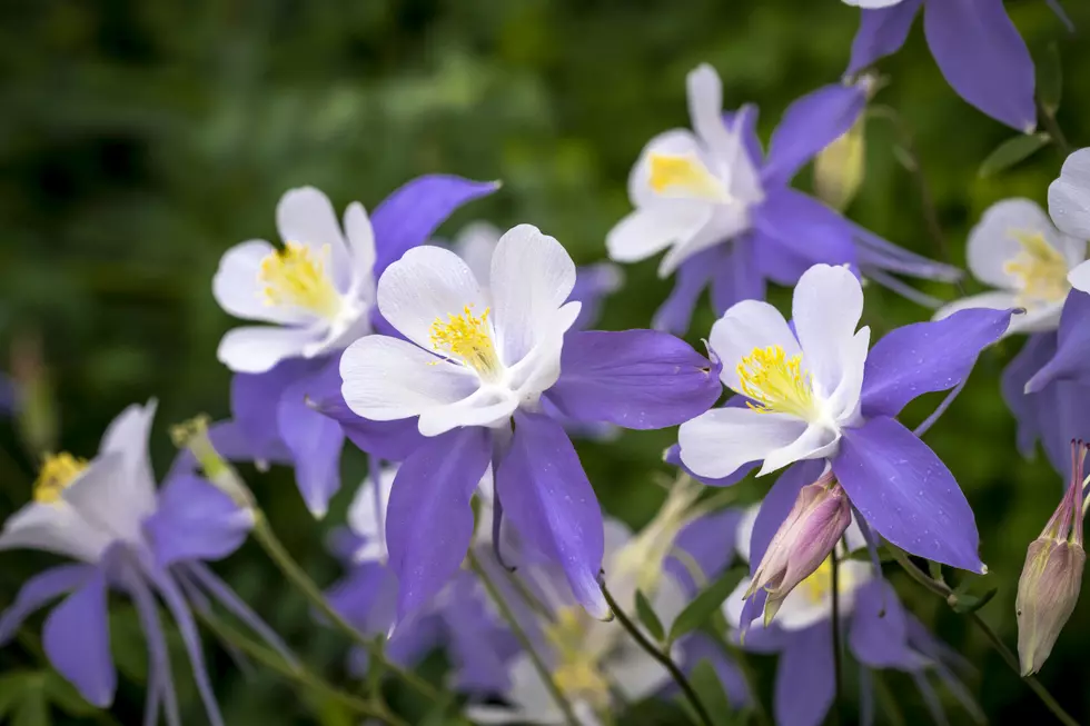 Wildflowers On the Grand Mesa Are Breathtaking