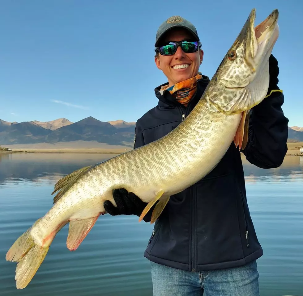 Look: Colorado Biologist Catches Monster Tiger Muskie