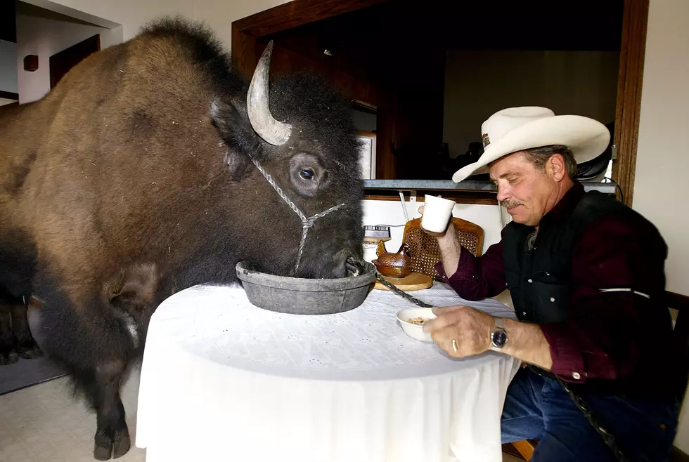 You Can Buy Your Very Own Buffalo in Glenwood Springs