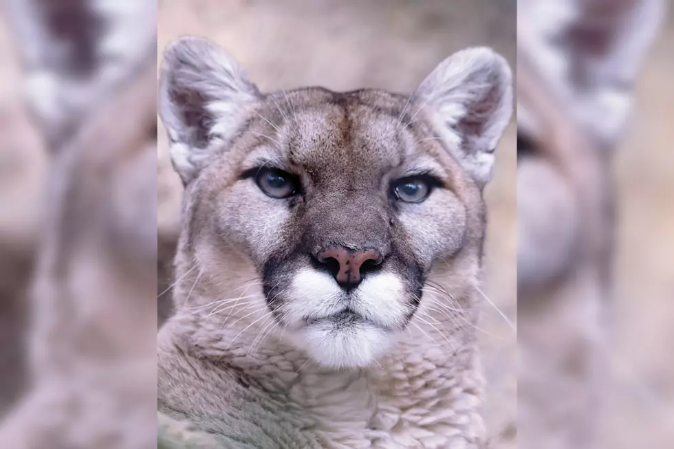 Grandma Kaya’s Legacy: Cheyenne Mountain Zoo Mourns Mountain Lion