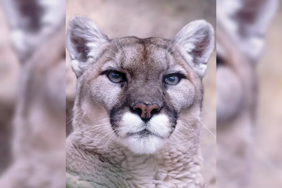 The Legacy of Grandma Kaya, the 13-year-old Mountain Lion