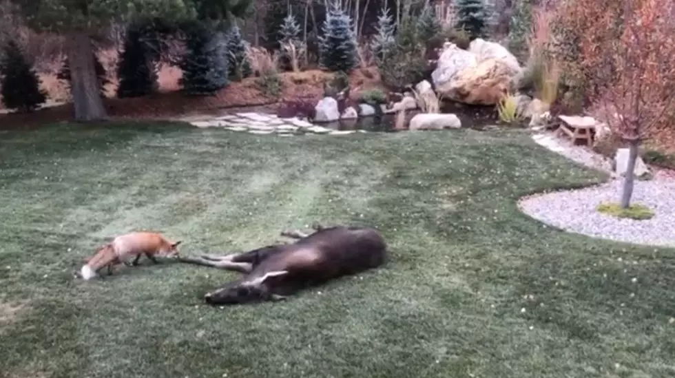 Two Moose + a Fox Spotted Chilling Together in Colorado Backyard