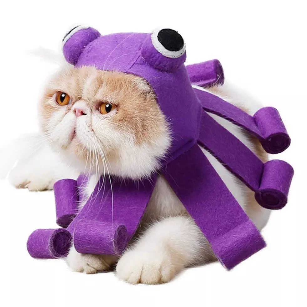 Which Halloween Costume Should I Get For My Pet?