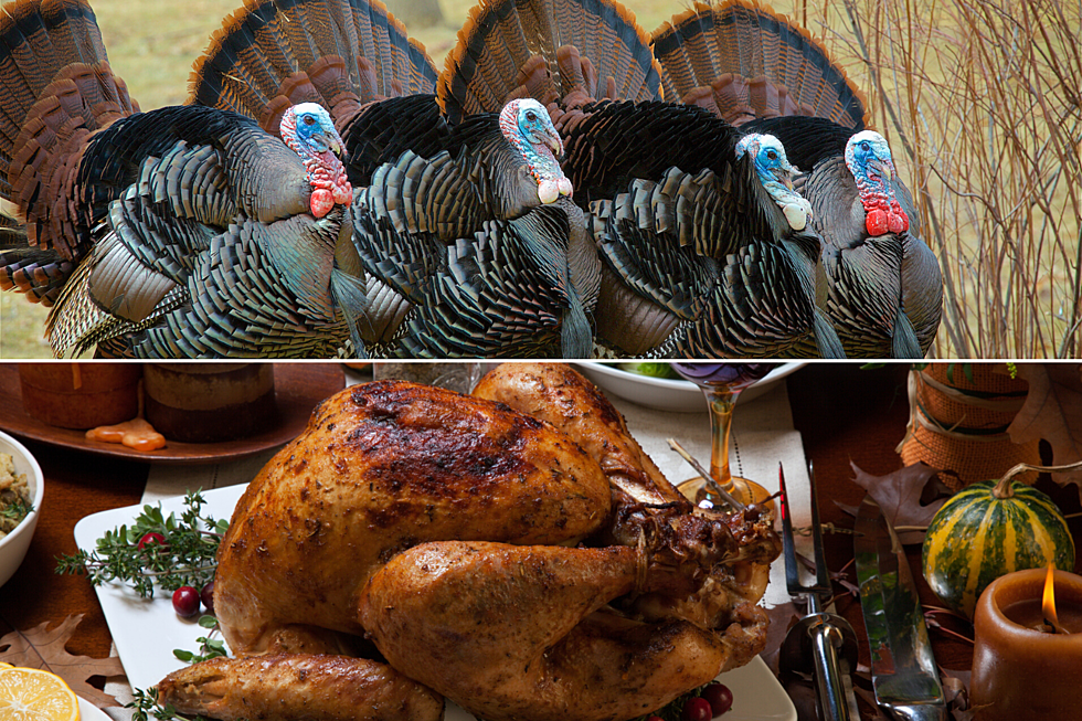 Would You Rather Eat the Turkey Or Chill with the Turkey?