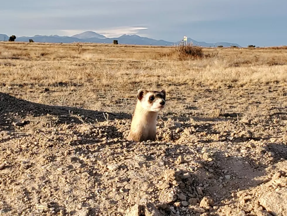 Super Adorable + Rare Black-Footed Ferrets Released In Colorado