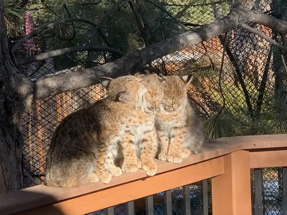 Colorado Bobcat Kittens Spotted Sunbathing + Licking Each Other