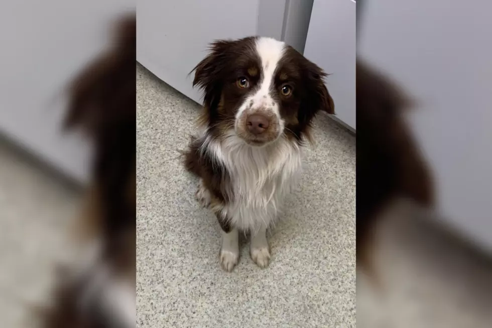 Adorable Stray Dog Found at Top of Rabbits Ear Pass