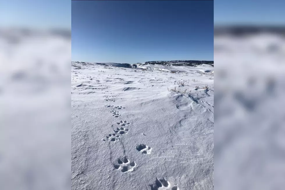 Historic: First Wolf Pack Sighting in Colorado