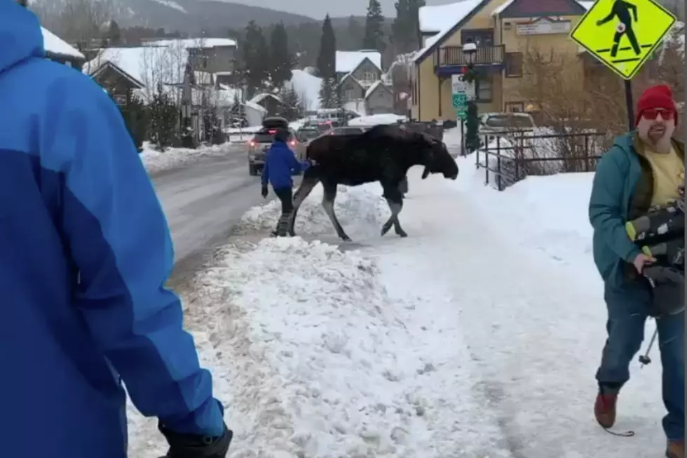 Video of Woman Trying to Pet Moose in Breckenridge