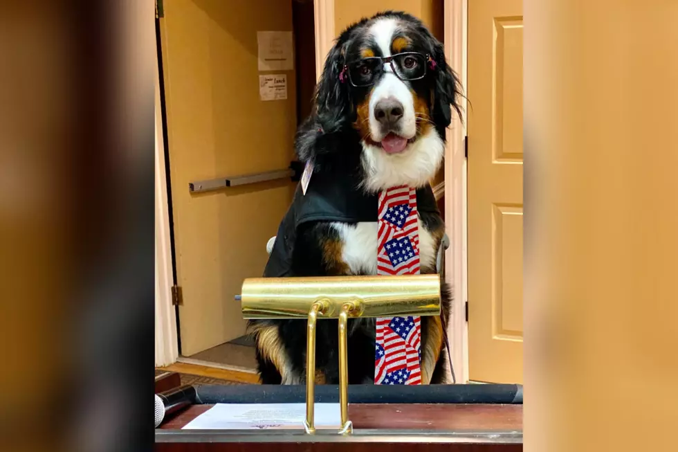 Adorable Dog is Now the Mayor of a Colorado Town