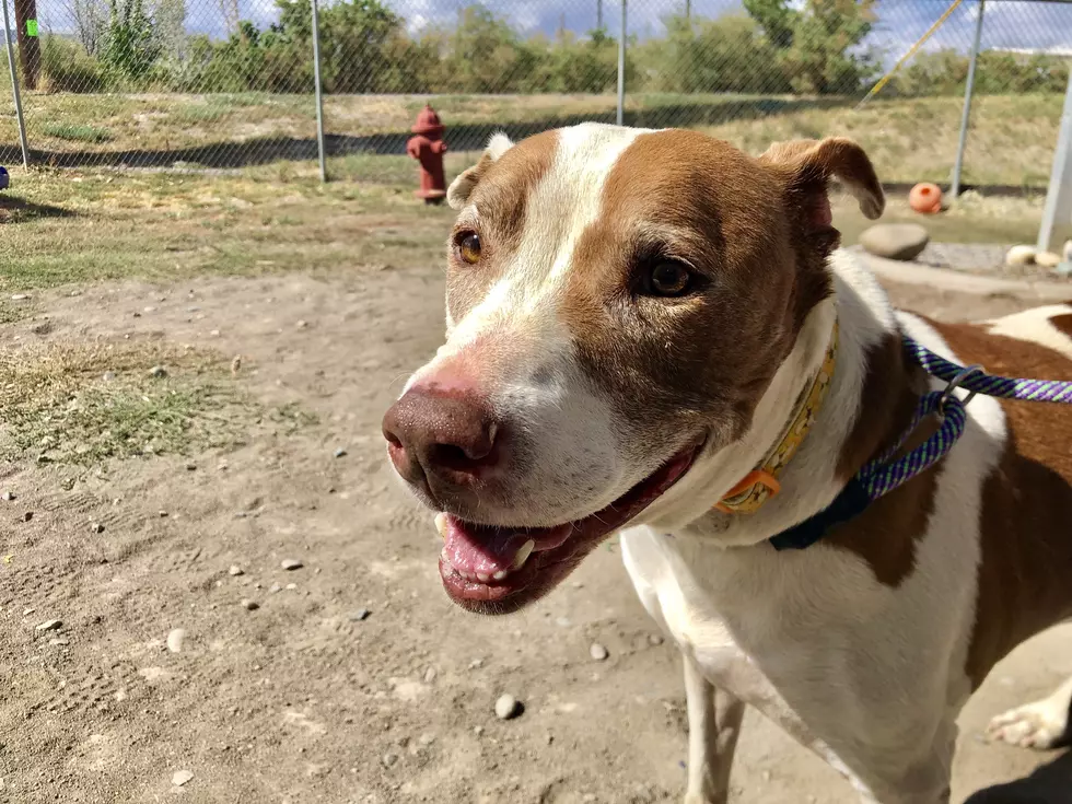 Why You Should Adopt This 9-year-old Deaf Dog in Grand Junction
