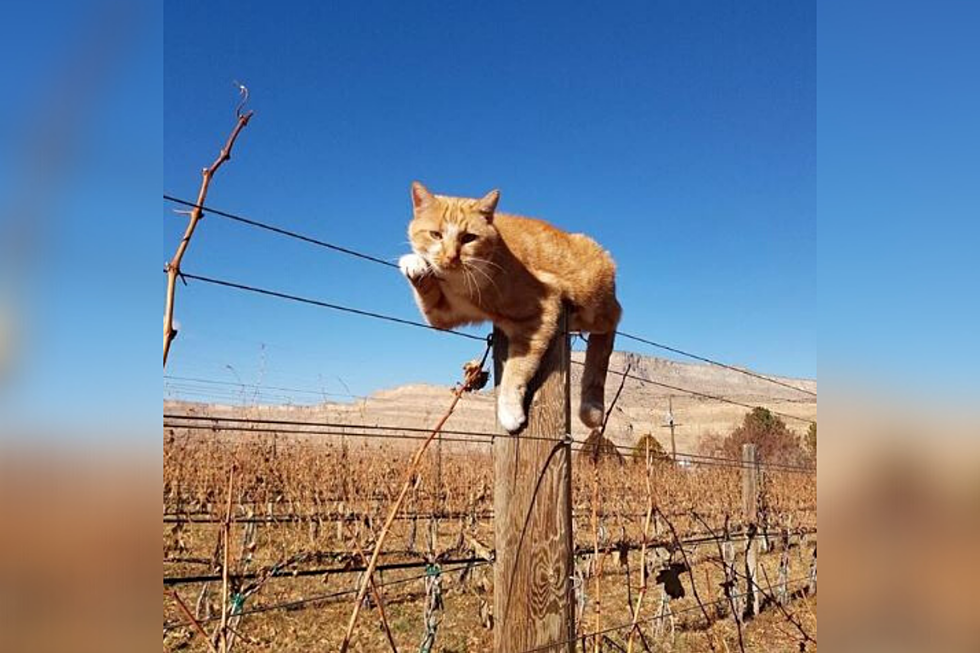Vineyard Cat in Palisade Spends His Days Lounging on Vines