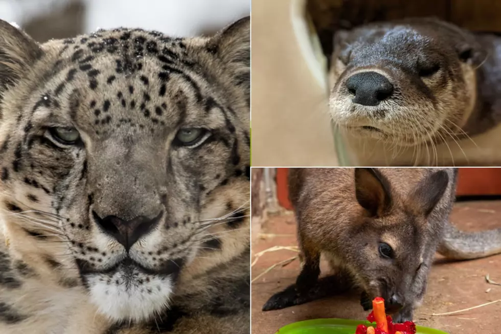 Meet the Colorado Zoo Animals Who Are Missing You