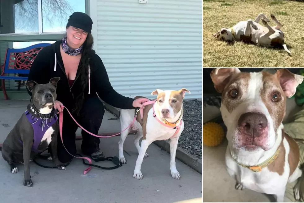 Zeta the 9-year-old Deaf Pitbull Finally Got Adopted