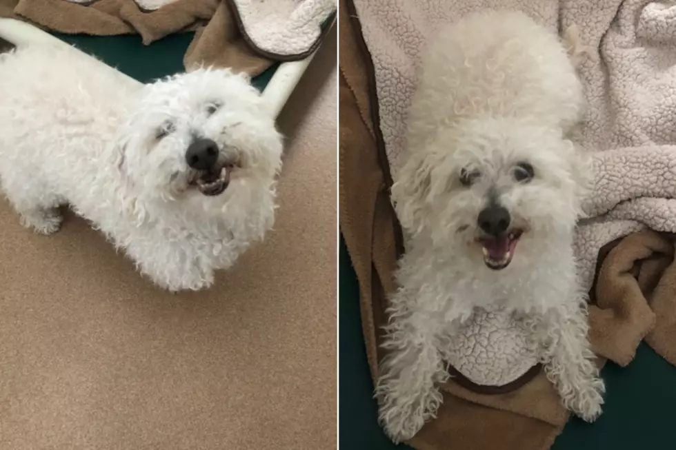 Mix 104.3 Pet of the Week: Shabbo the Walking Fuzzy Pillow