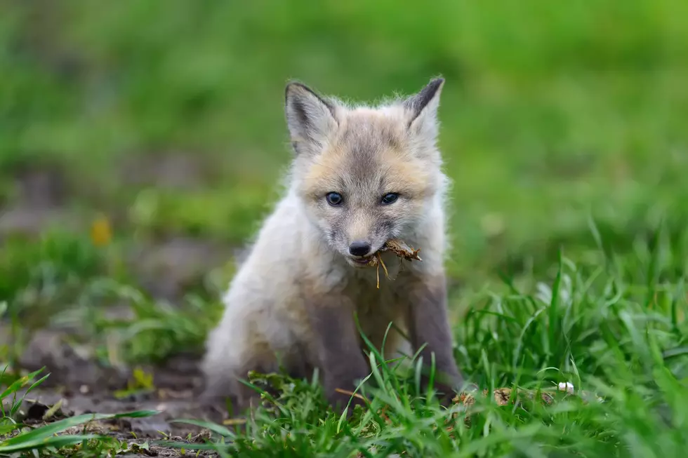 Family of Foxes Lives Under Colorado Deck, Watch Baby Foxes Play