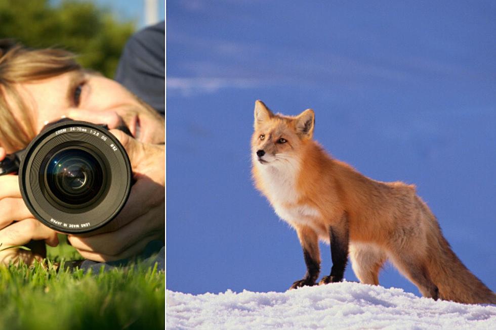 Look: Colorado Photographer Captures Majestic Photos of a Fox