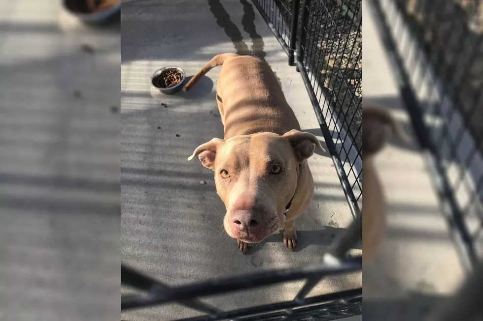 Mix 104.3 Pet of the Week: It's Zoe the Cuddly Pitbull, Again