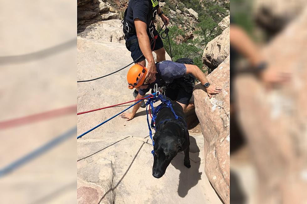 Grand Junction Firefighters Save Dog Who Chased Lizard Off Cliff