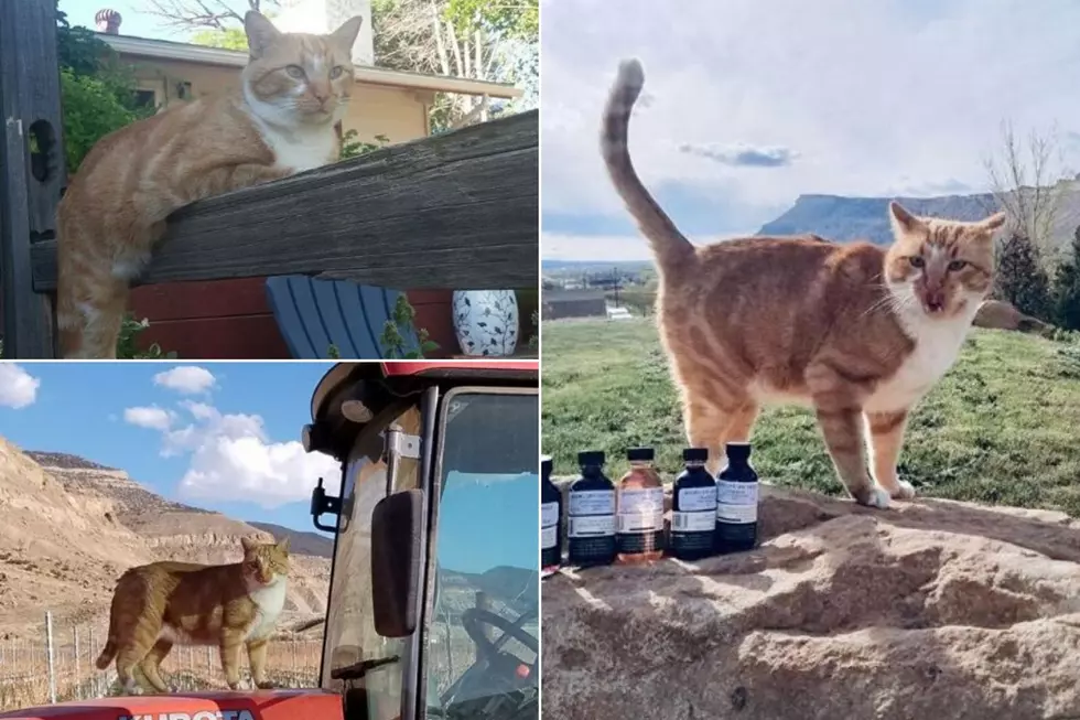 LOOK: Vinny the Vineyard Cat in Palisade Models Wine