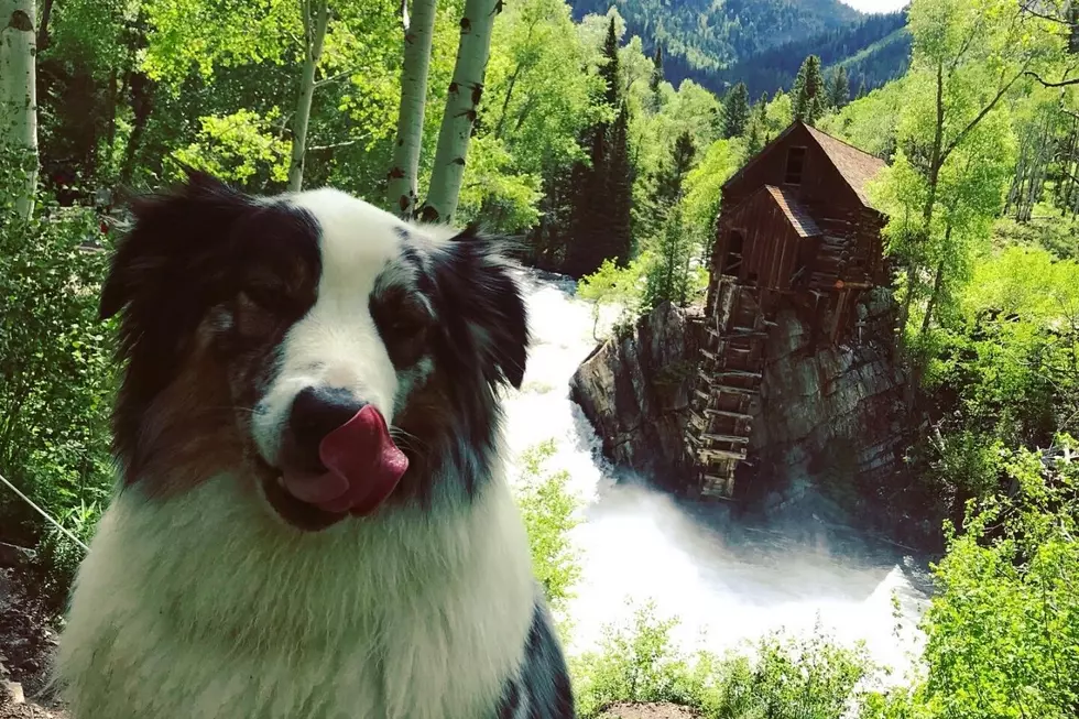 Jax: The Mix 104.3 Pet of the Week is Ready to Go Hiking With You