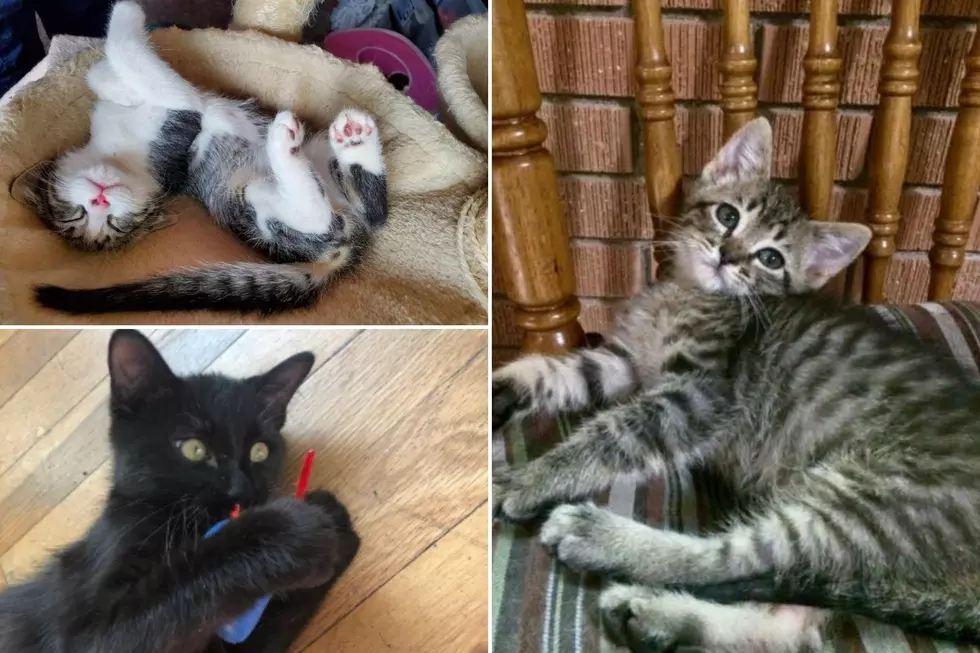 Cool Cats Club: Look at These Adoptable Cats in Grand Junction