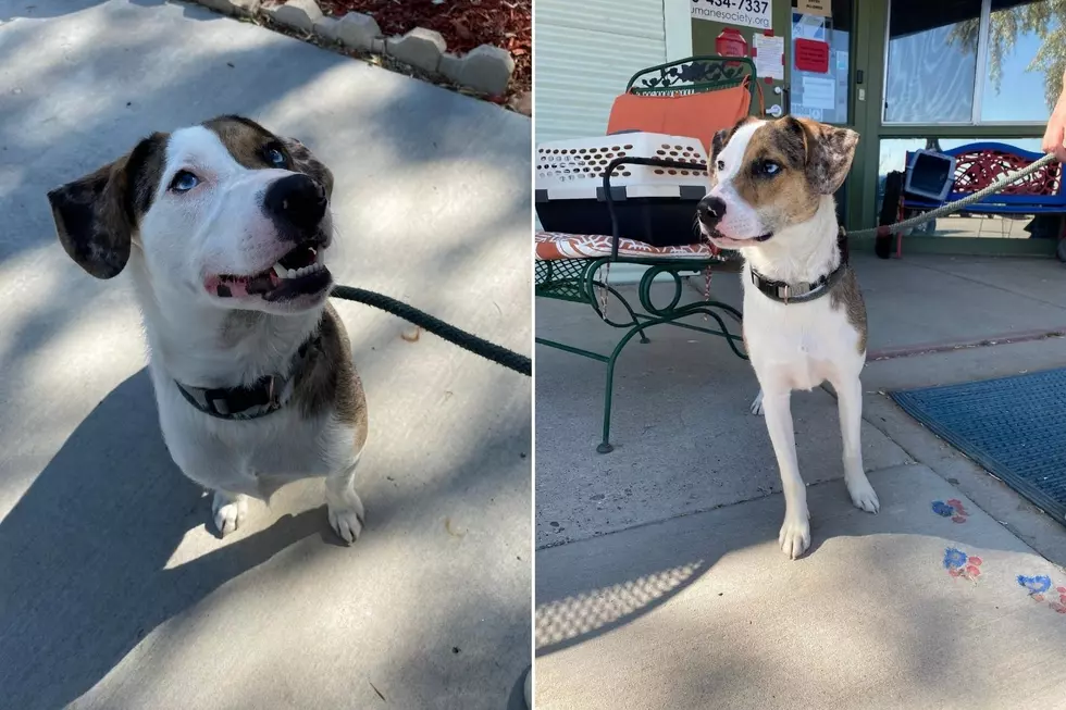 The Mix 104.3 Pet of the Week Has the Prettiest Eyes