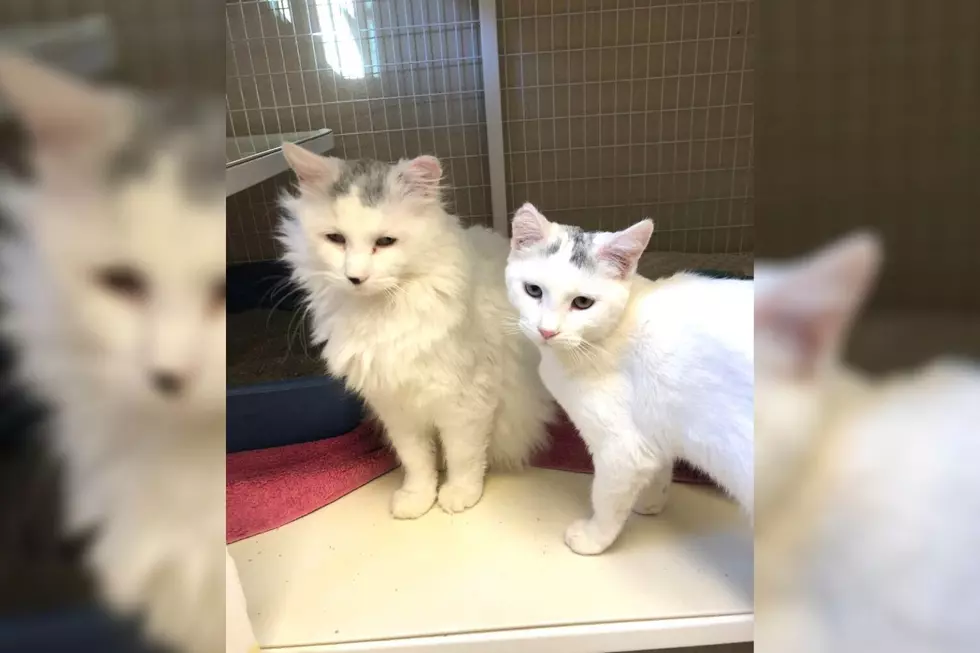 Mix 104.3 Pet of the Week: Dynamic Duo Leon + Mathilda