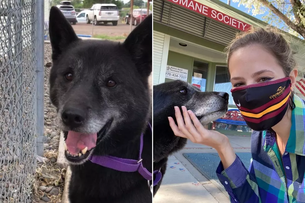 The Pet of the Week Was Thrown Out of a Car, Still Loves People