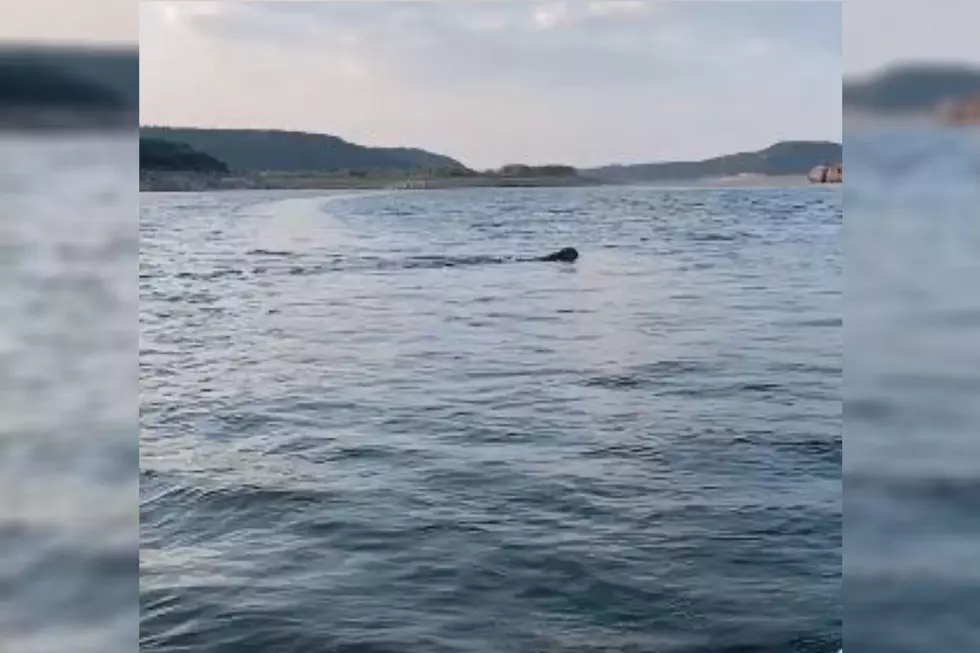 Mountain Lion in Colorado Spotted Swimming Across Reservoir