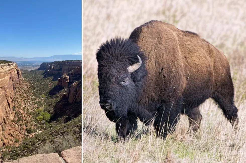 Colorado History Lesson: Bison on the Colorado National Monument