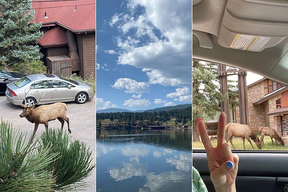Elk, Chipmunks + More: Evergreen is a Beautiful Place
