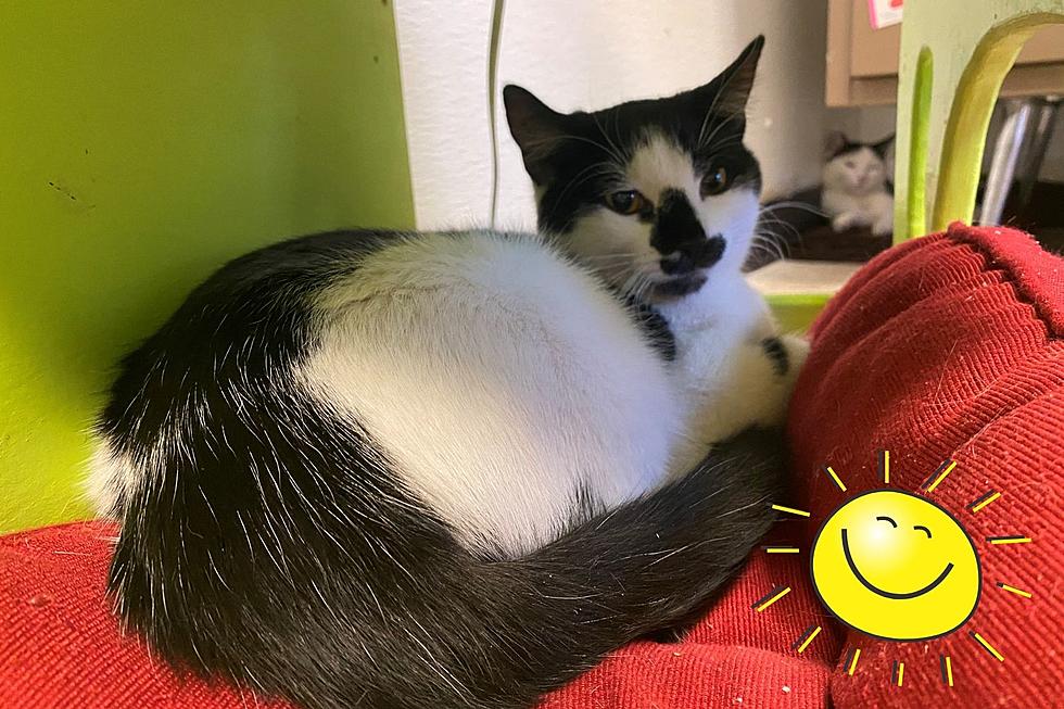 Mix 104.3 Pet of the Week: Sunny the Cat Loves Catching Rays
