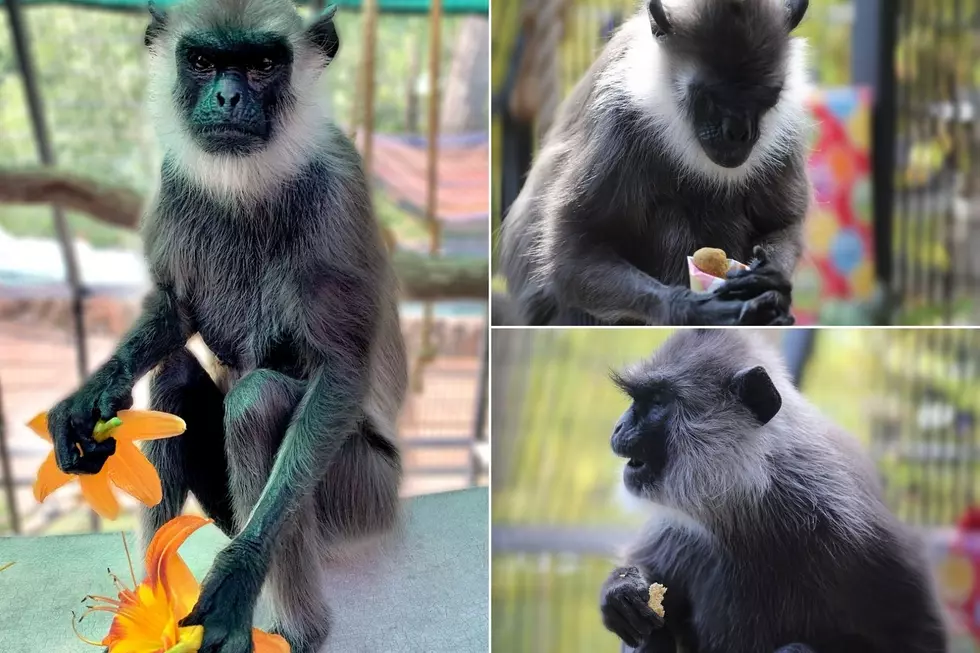 Not Your Typical Karen: Karen the Monkey Turns 31 at Denver Zoo